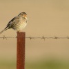 Strnad lucni - Emberiza calandra - Corn Bunting 2167